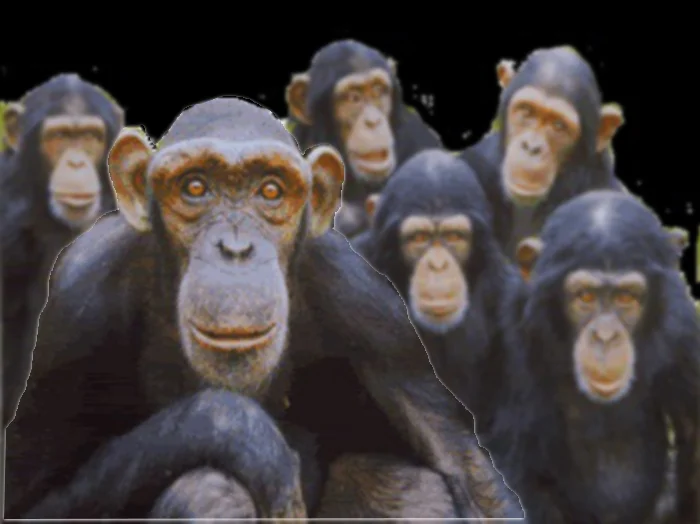 019 - 'The Face Of A Sick Ape'
