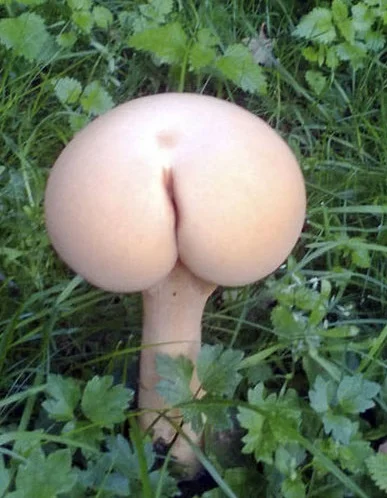 138 - 'Sexy Mushroom'