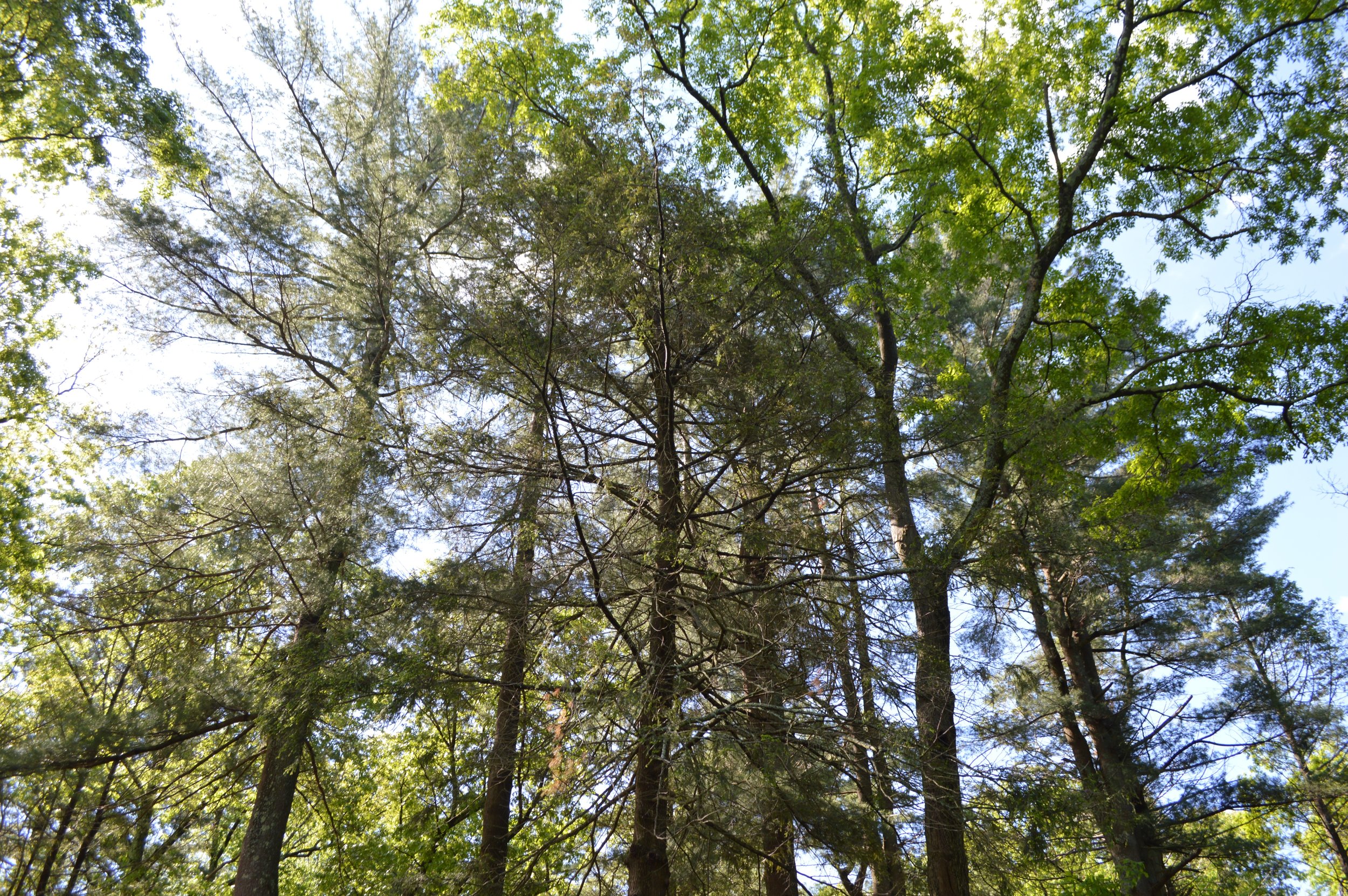 DSC_0857.jpg
