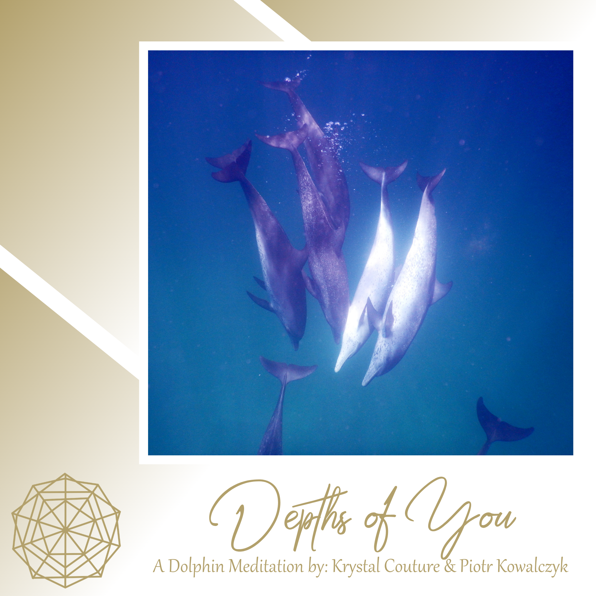 Dolphin Meditation Graphics-2.png