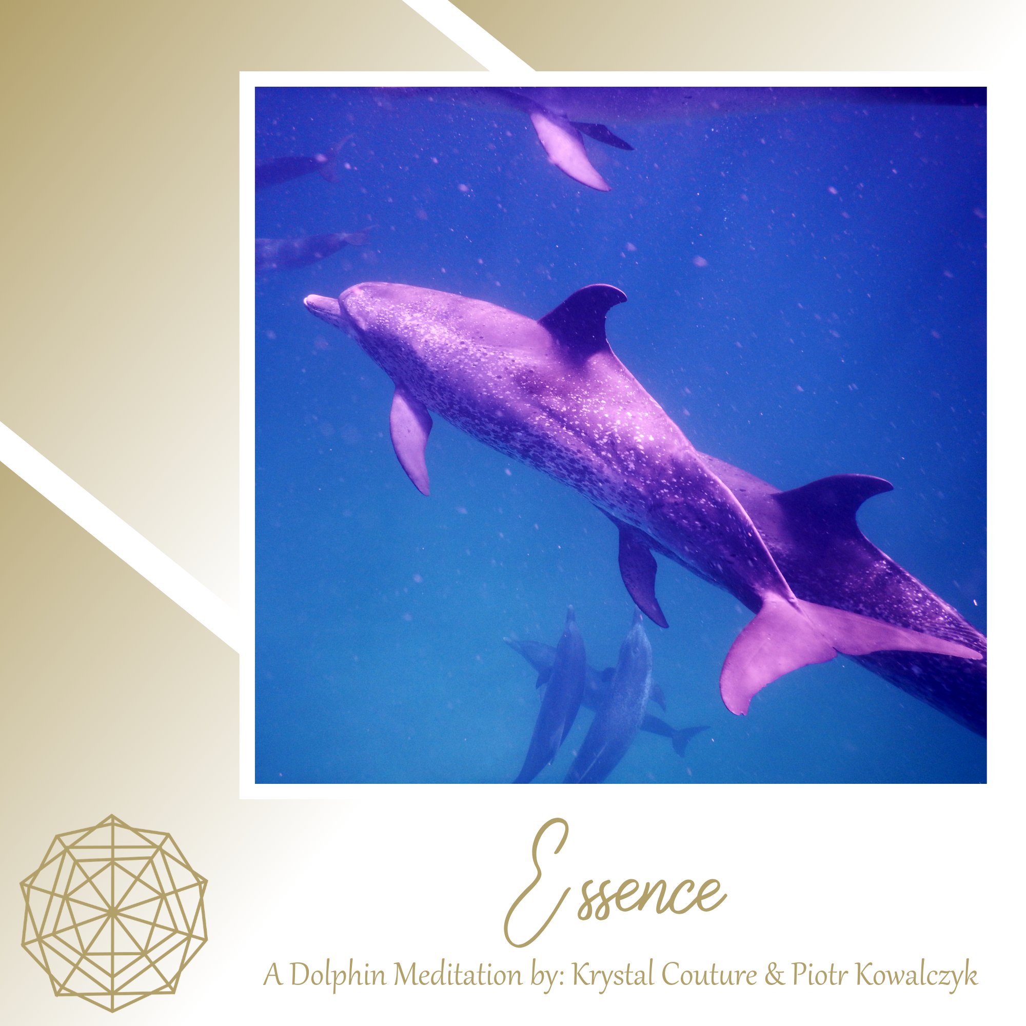 Dolphin Meditation Graphics-3.png