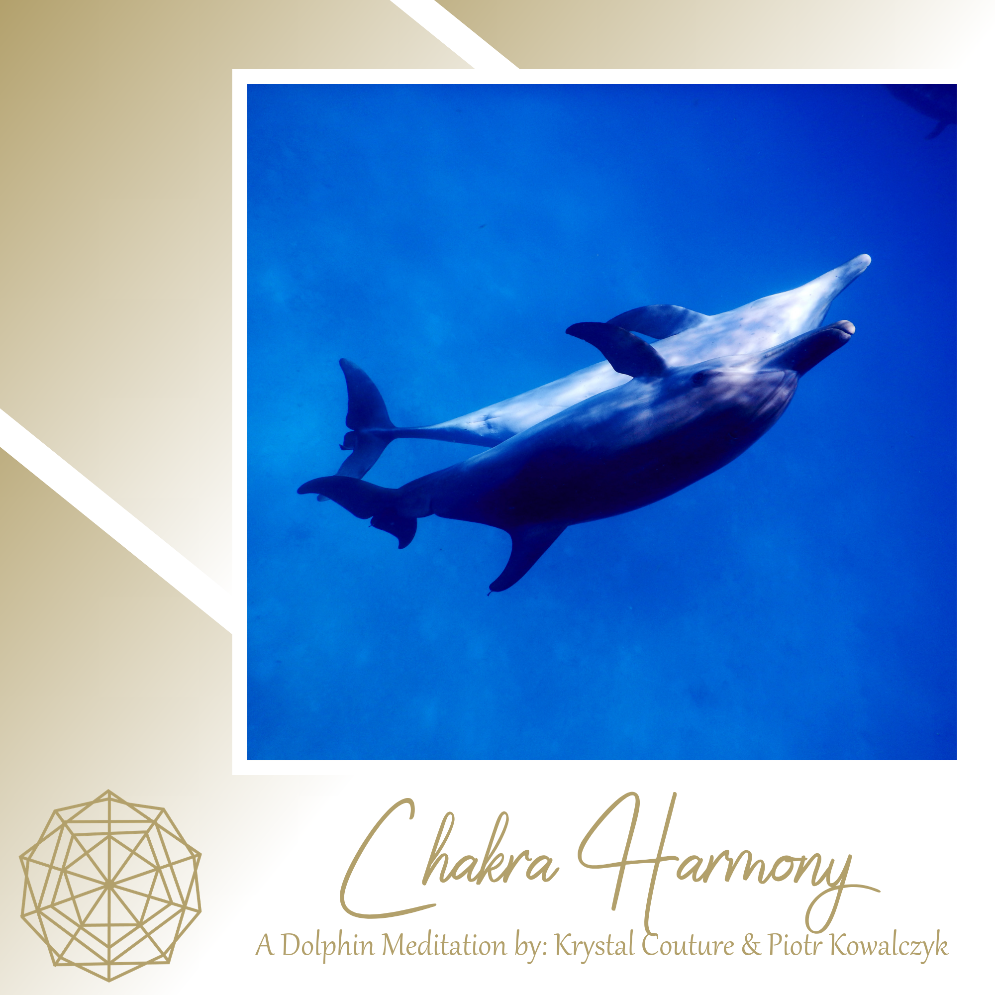 Dolphin Meditation Graphics-4.png