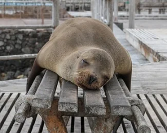 seal jackman-chiu-369014-unsplash.jpg