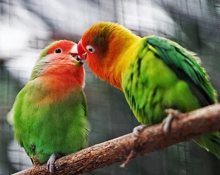 birds jonah-pettrich-549680-unsplash (1).jpg