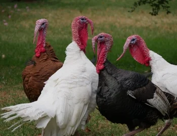 turkeys mikkel-bergmann-84907-unsplash.jpg