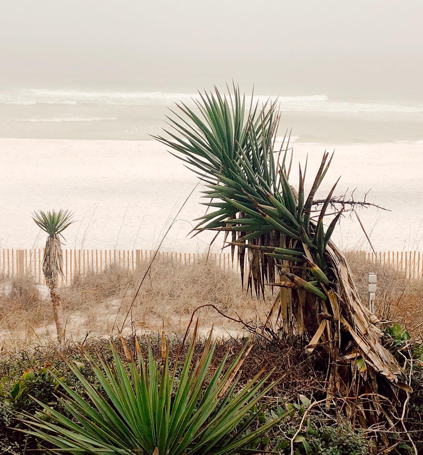 Dunes protect our coastline. Enjoy their beauty and please only walk in designated areas.🌴