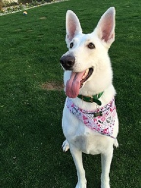 "Ray is an amazing Dog Trainer. After my dog killed another animal, I freaked out and was worried taking her anywhere. She is a large German Shepherd that lacked confidence especially in large crowds. She wouldn't listen and barked at every dog that