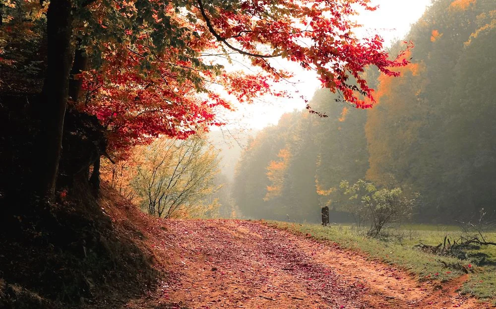 autumn-daylight-fall-589841.jpg
