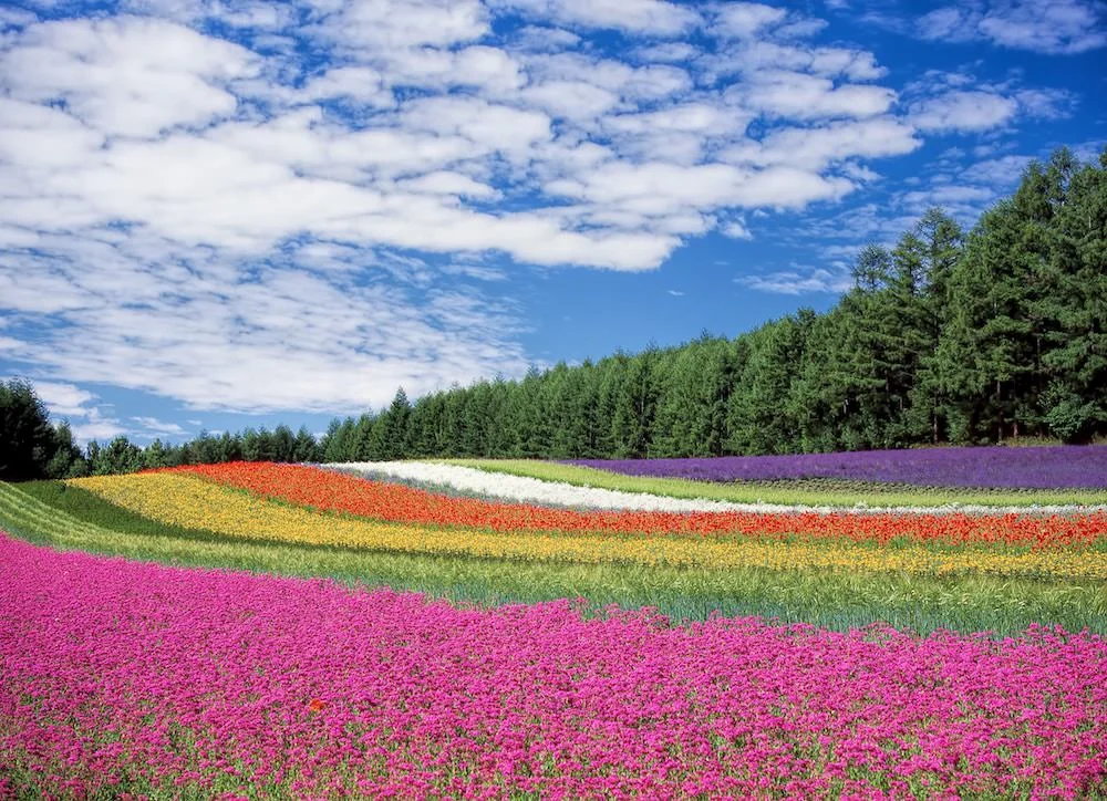 bloom-blossom-colorful-60628.jpg