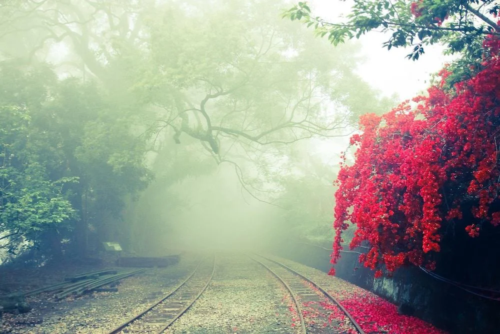 blur-branches-daylight-355296.jpg