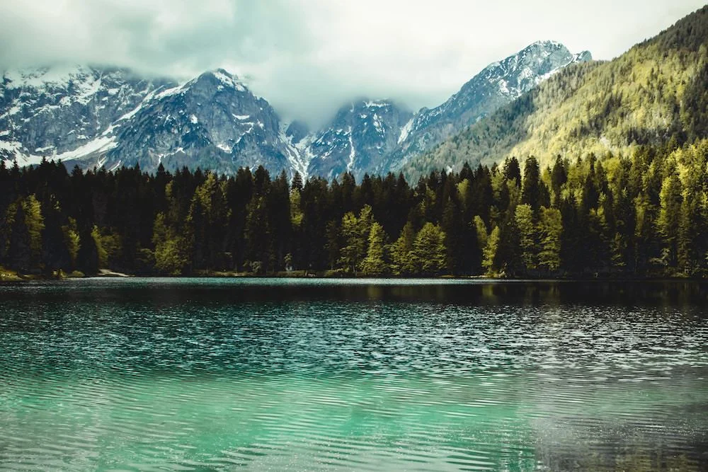 conifers-environment-fir-trees-1034568.jpg