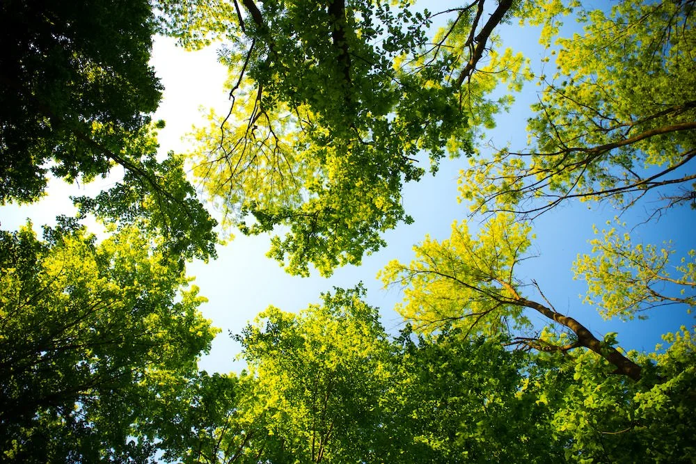 daylight-forest-nature-589802.jpg