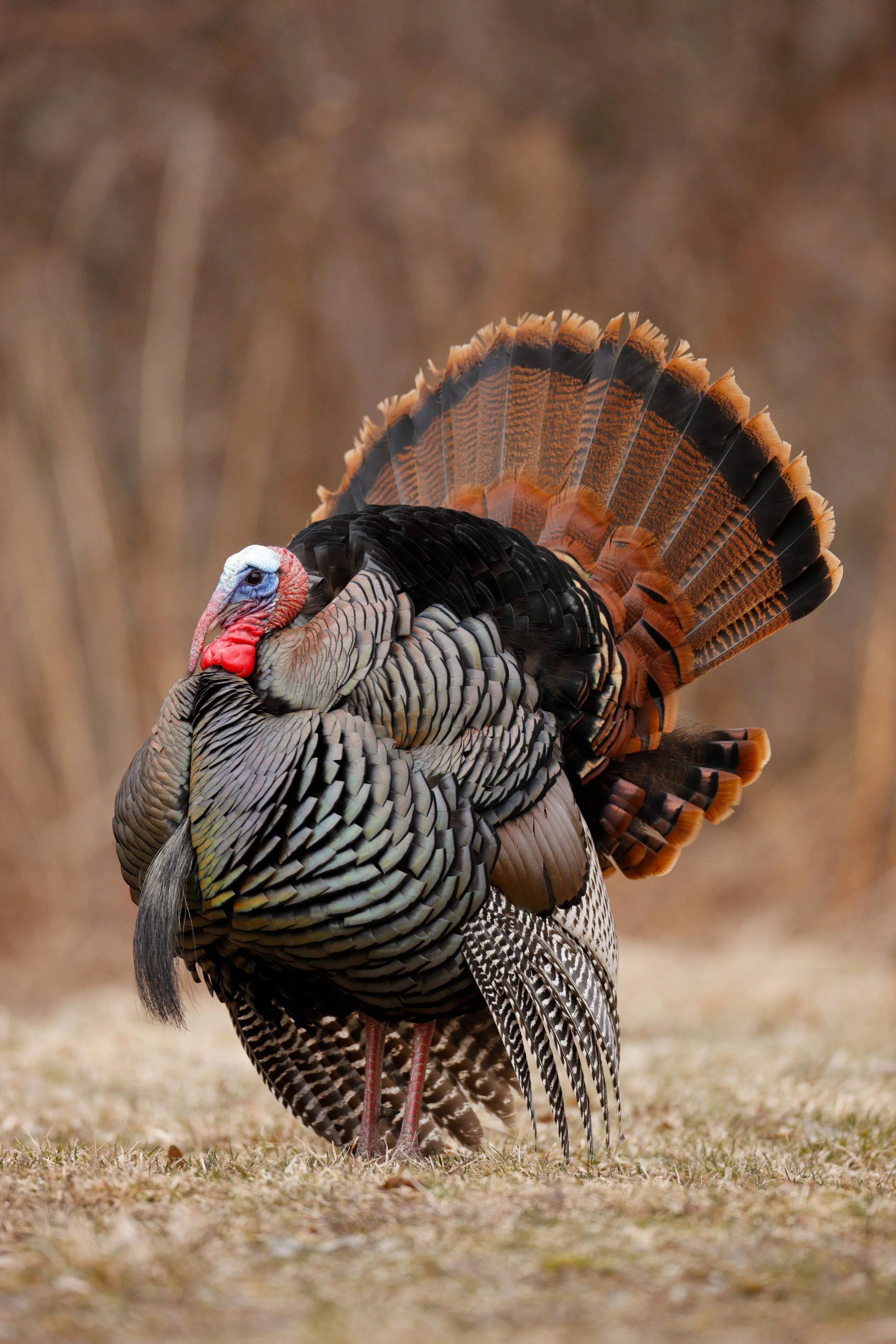 November Thanksgiving Trip!
