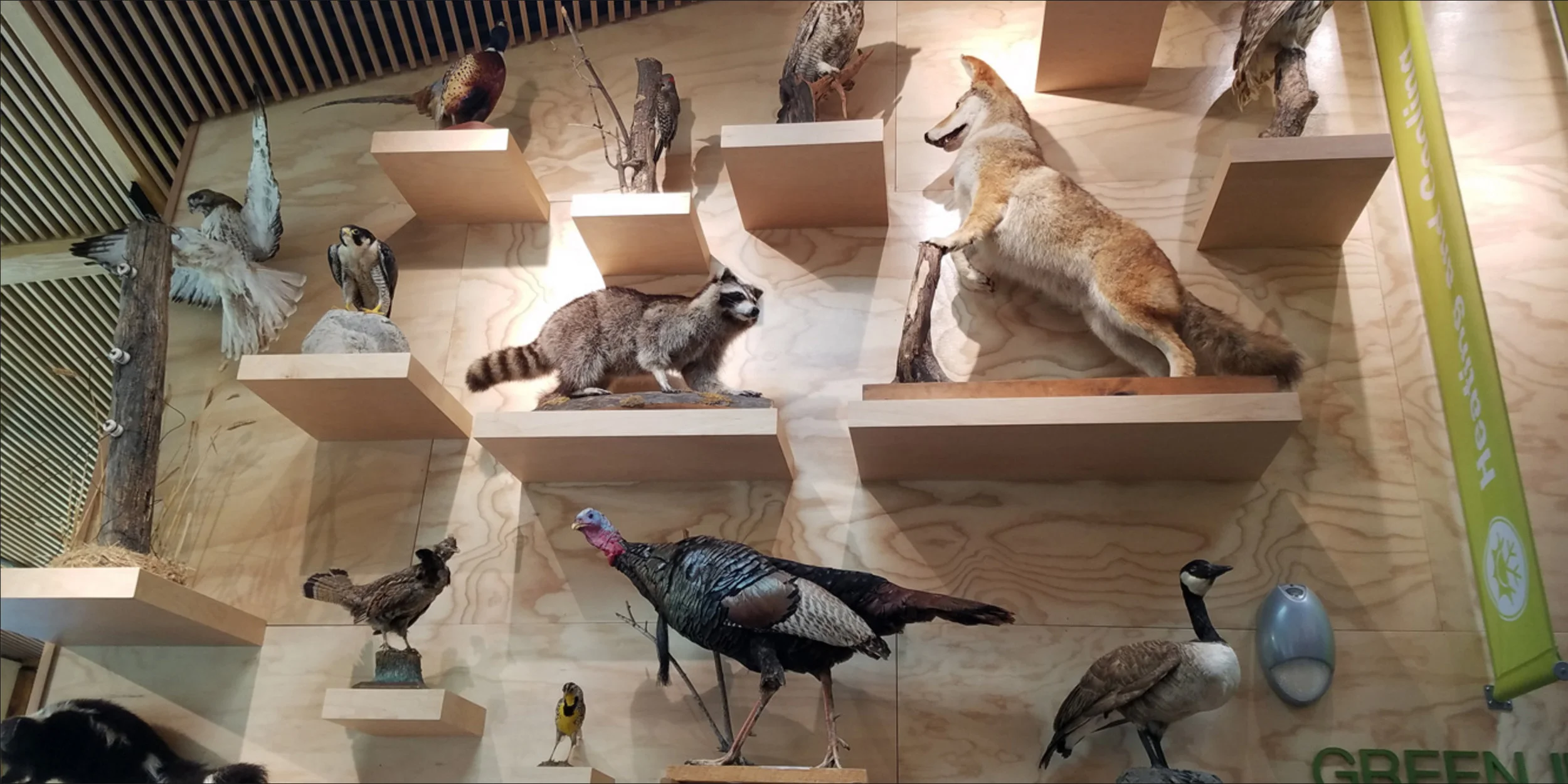 taxidermy_1220.jpg