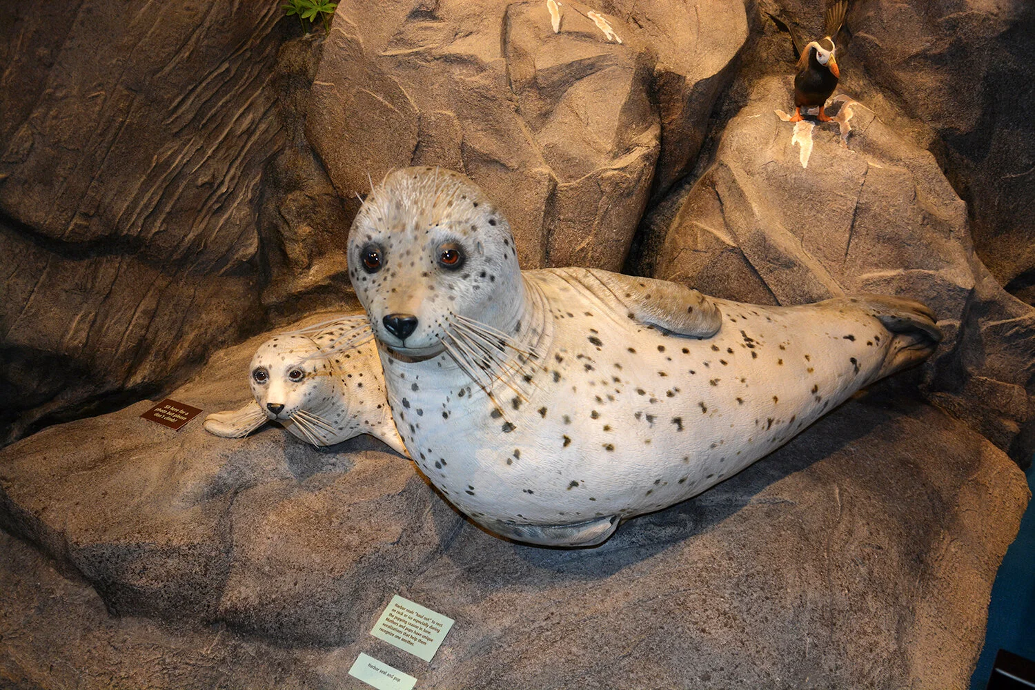 Harbor Seal Models_Ex_6_b_150dpi.jpg