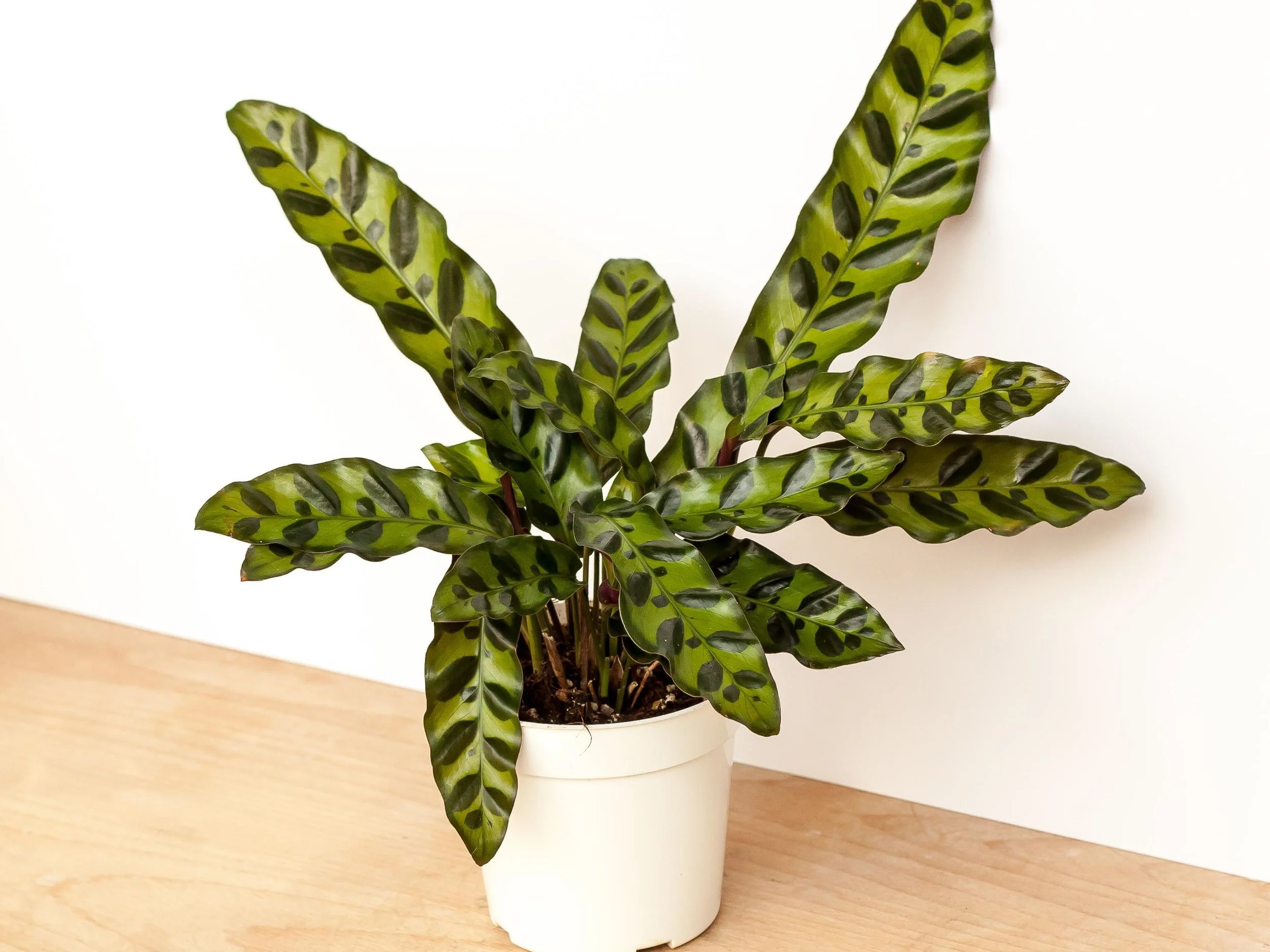 Rattlesnake Plant
