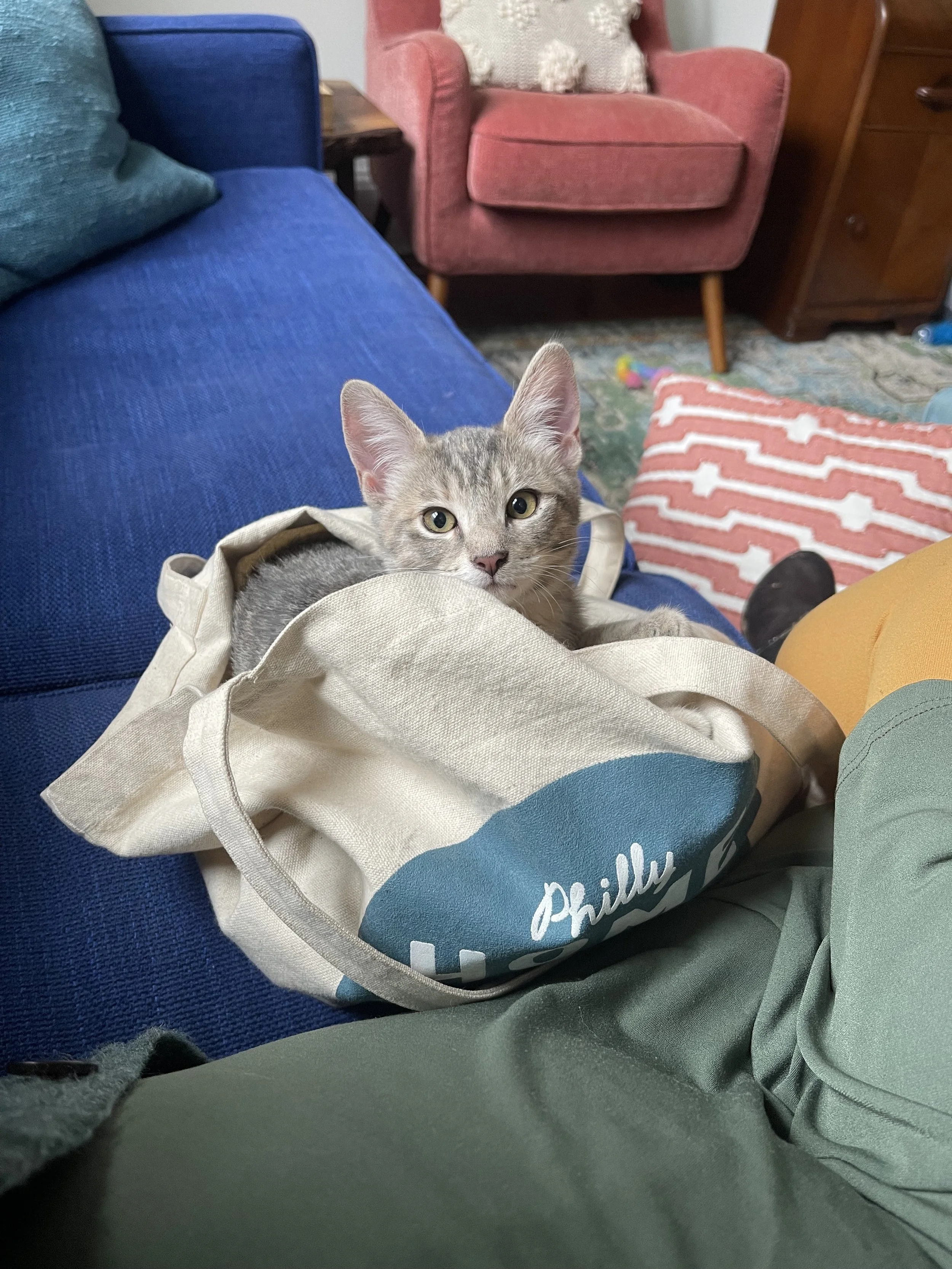 PHG Recommendations : Pets in Philly 