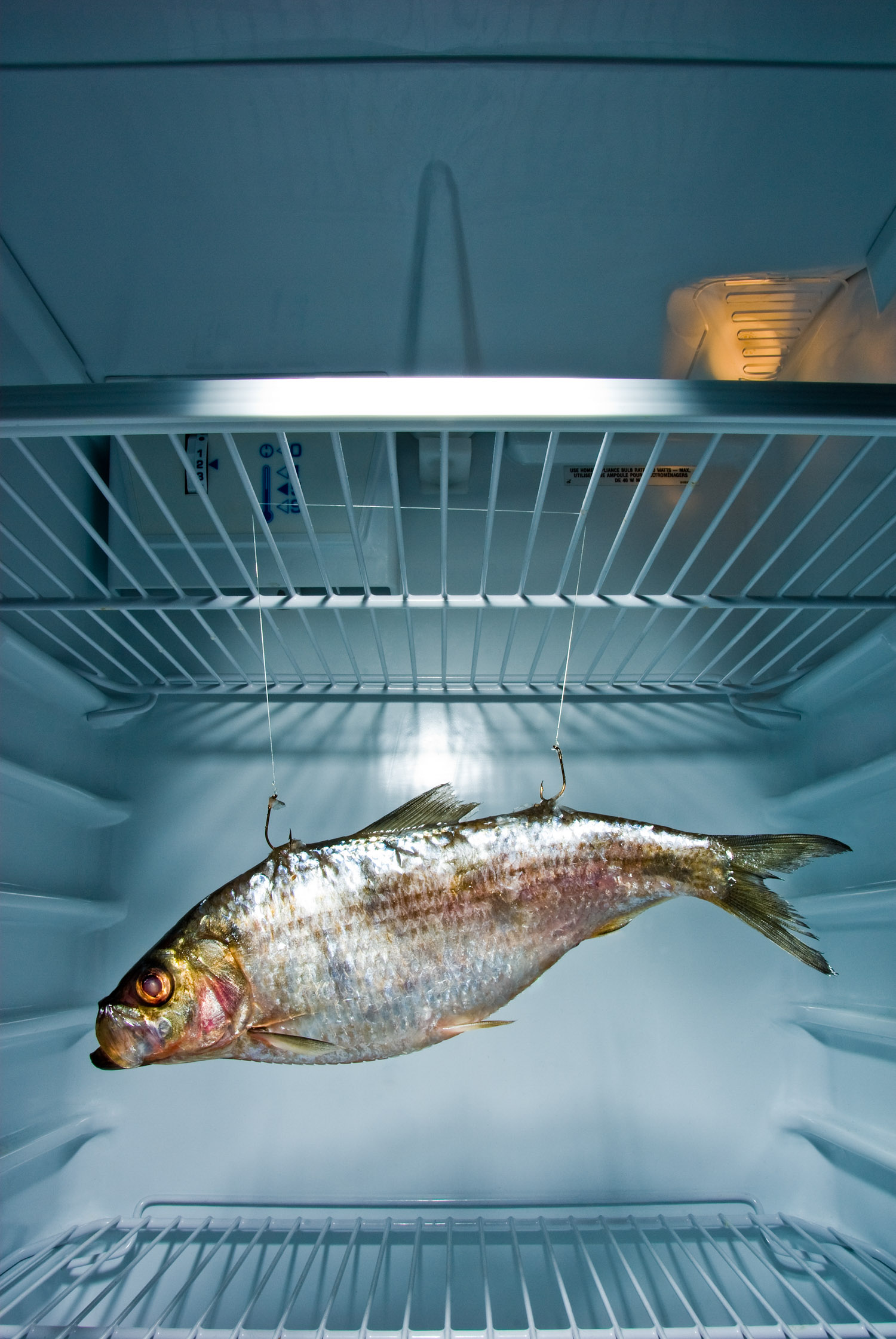 Fish in Fridge