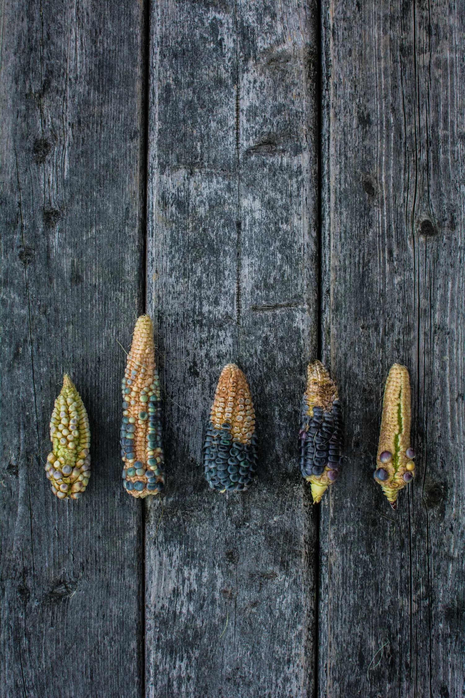 Black, Blue and Yellow Corn