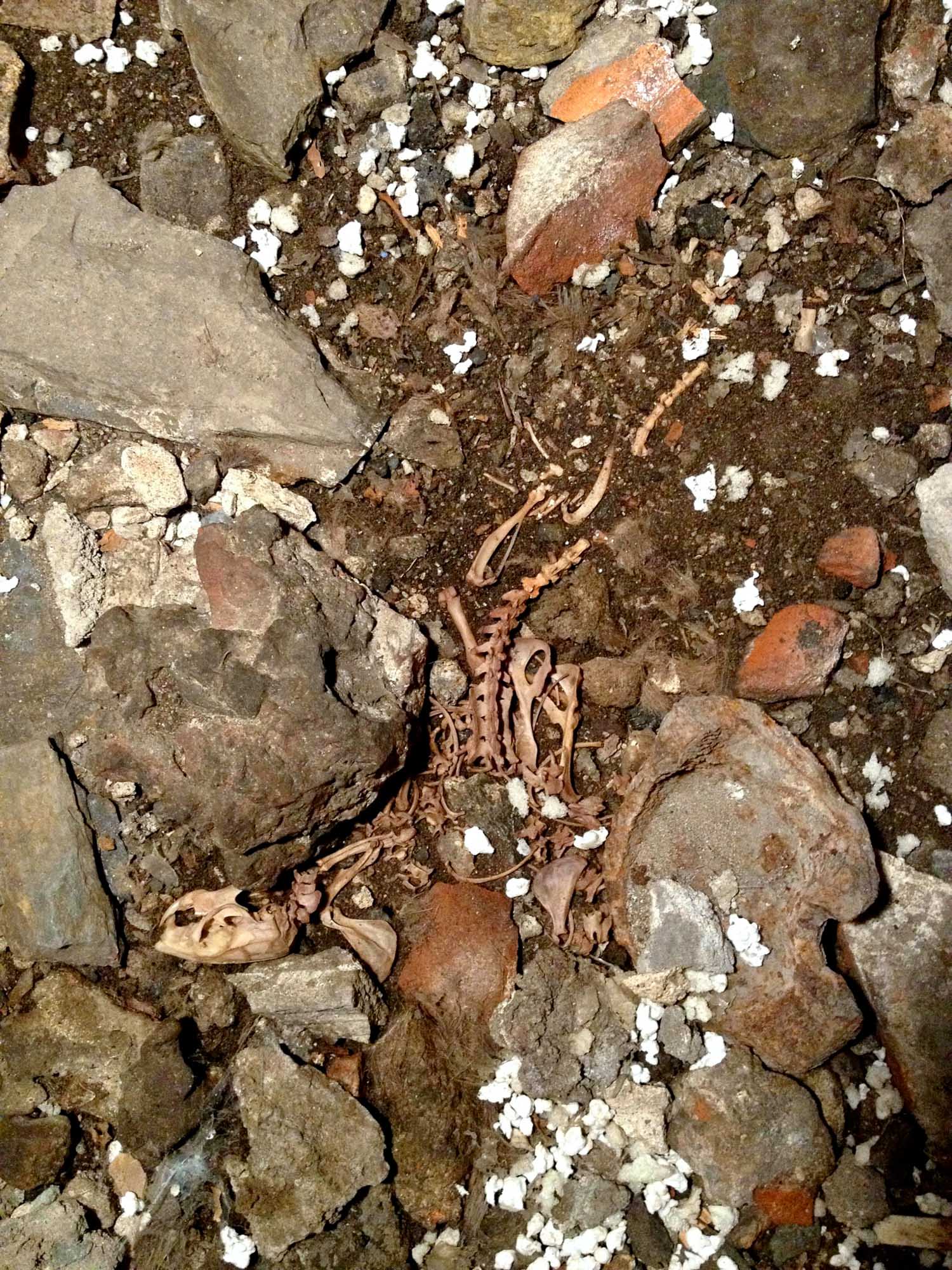Rat Skeleton