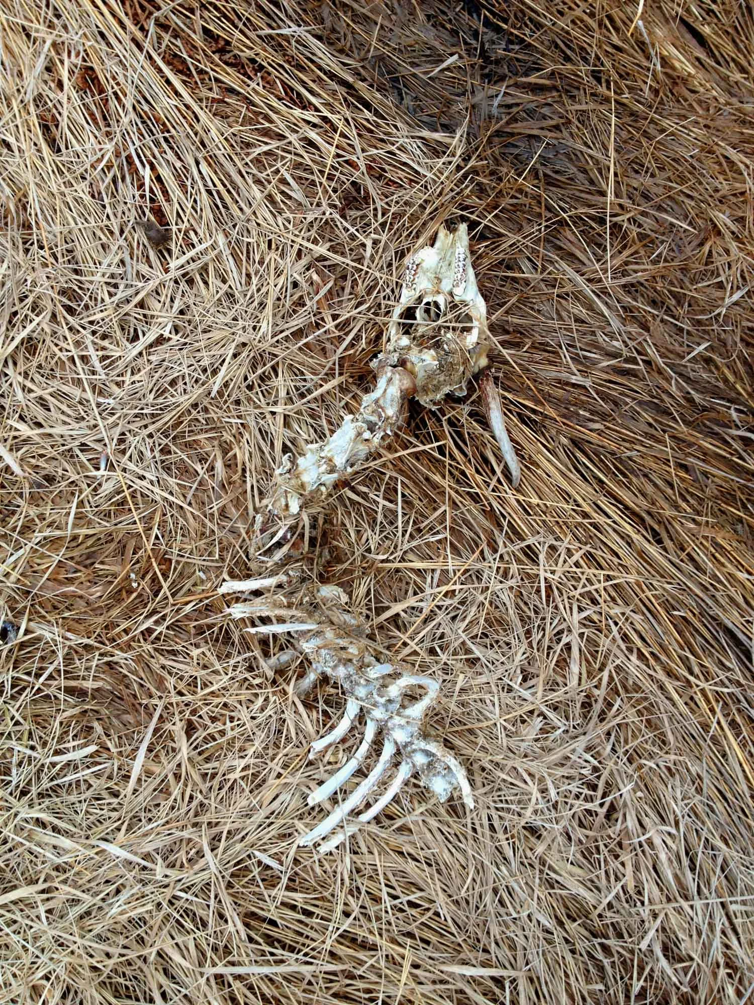 Deer Skeleton