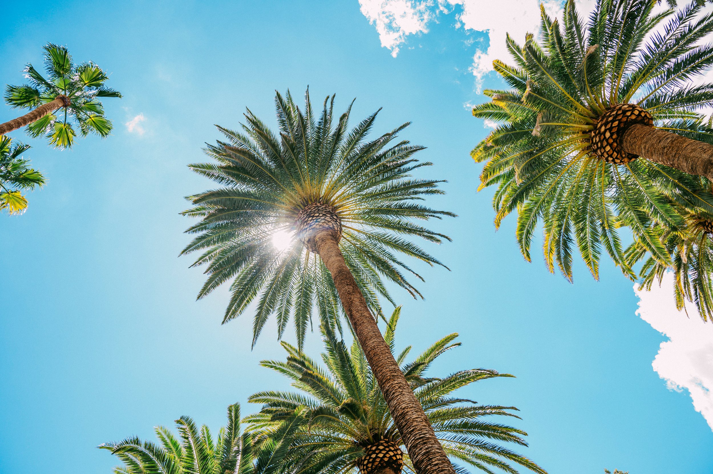 Palm Trees - Las Vegas NV