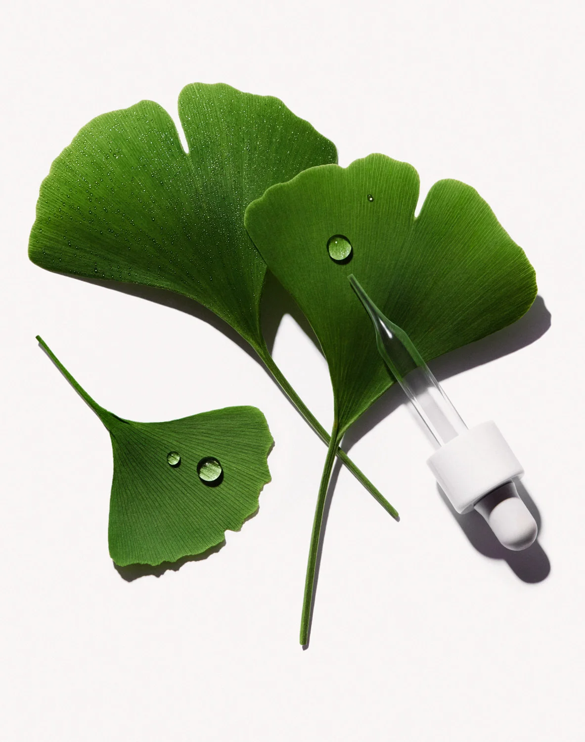 FS_Ginkgo_1.jpg