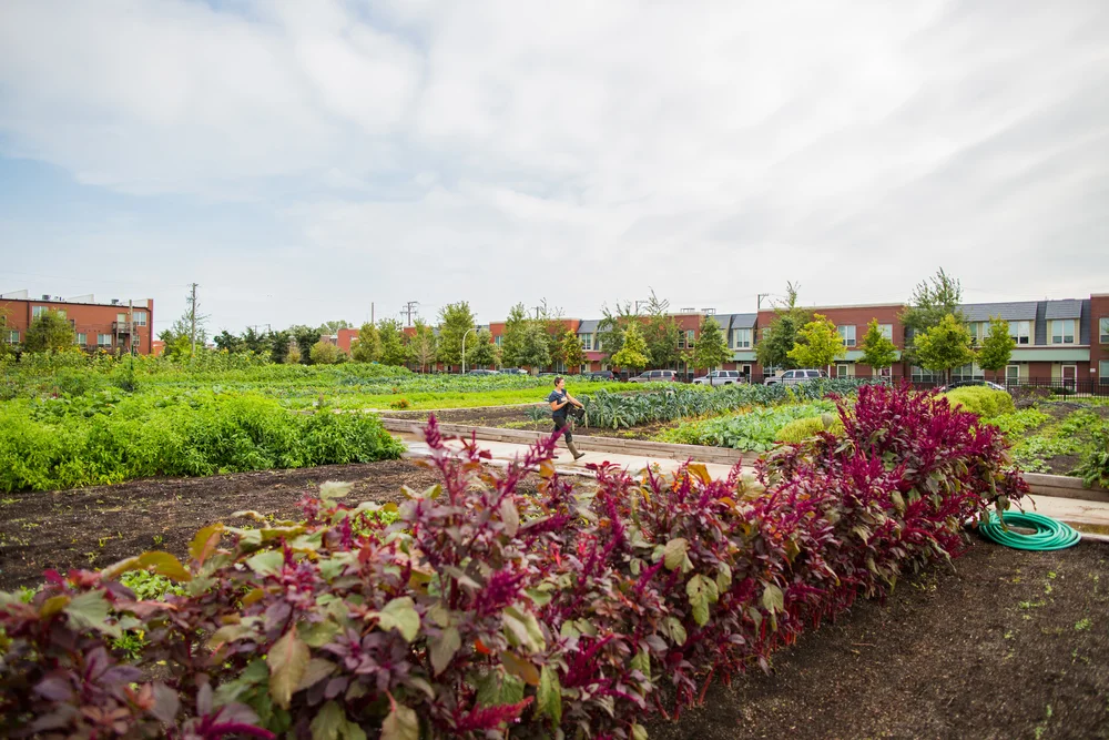This incubation farm sits in the footprint of a former Robert Taylor High Rise Building