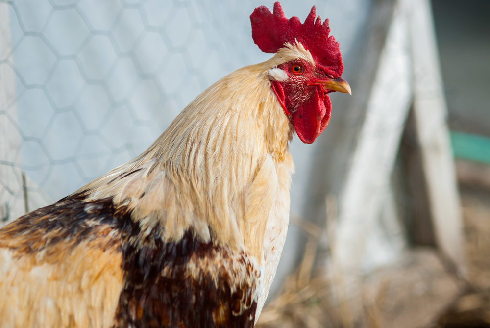 Female Farmer Project _ AudraMulkern8.jpg