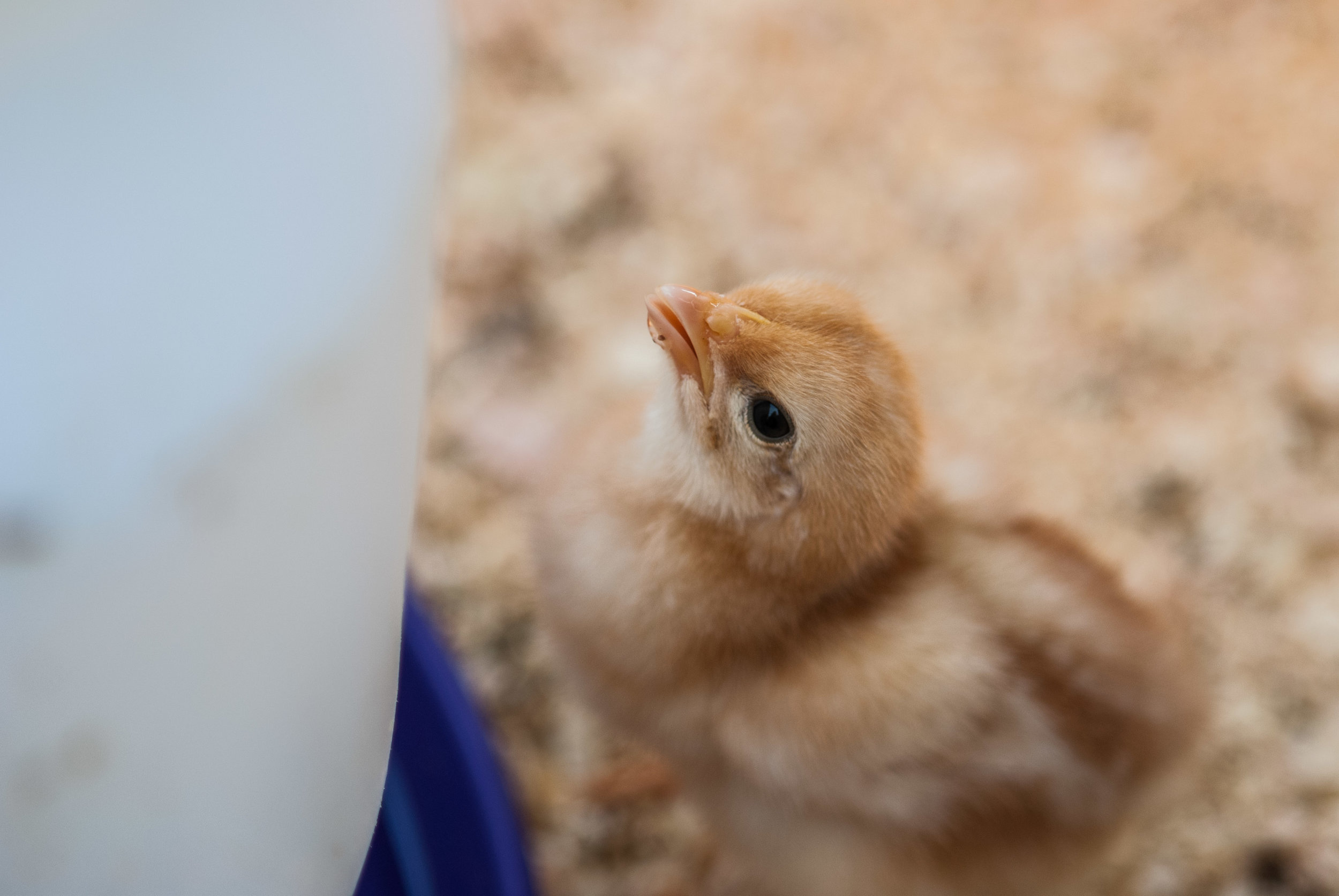 Female Farmer Project _ AudraMulkern3.jpg