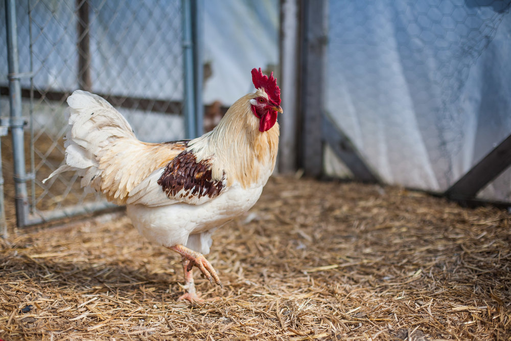 Female Farmer Project _ AudraMulkern6.jpg