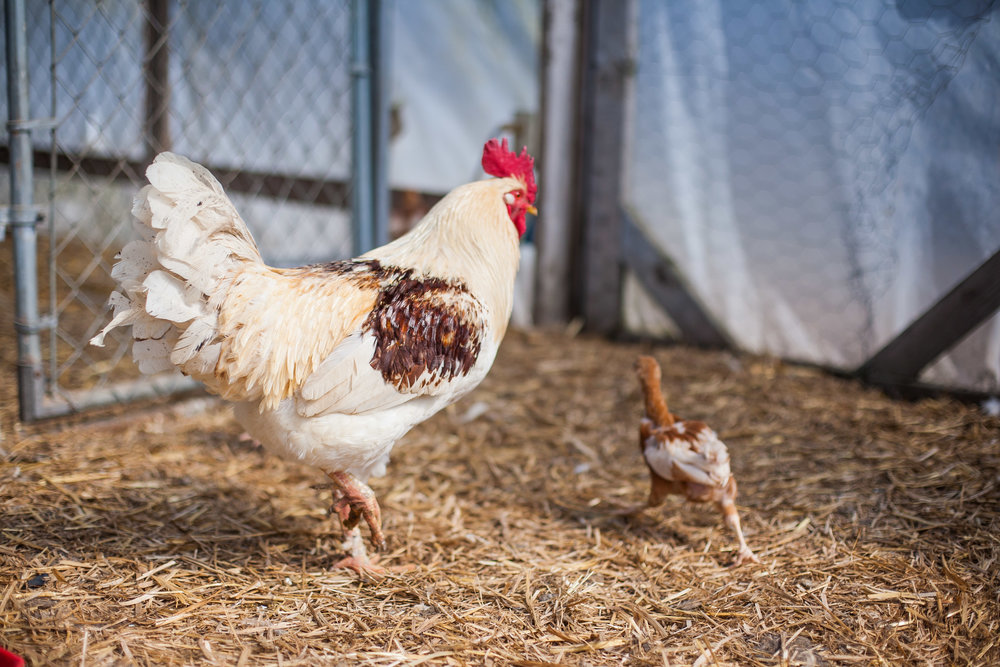 Female Farmer Project _ AudraMulkern5.jpg