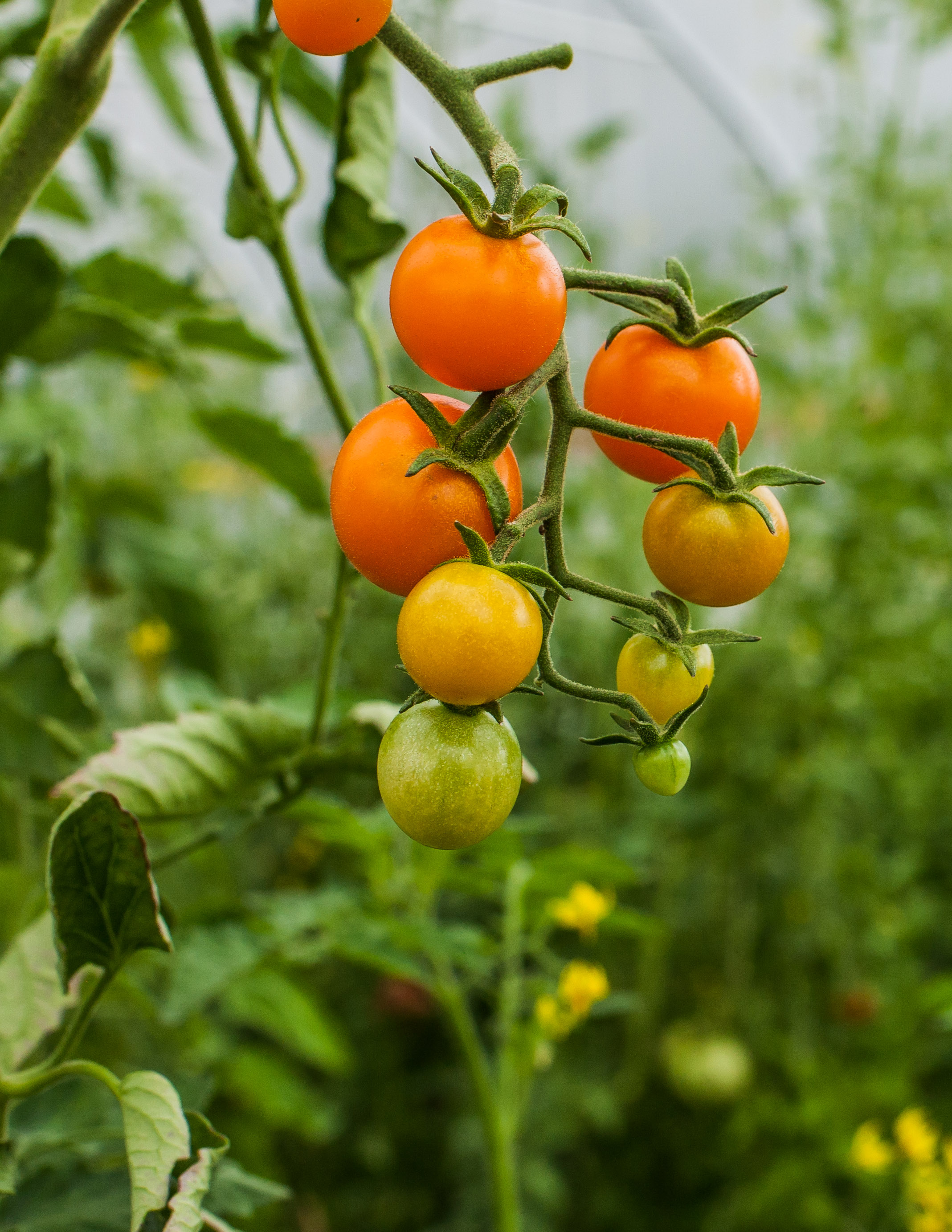 Female Farmer Project _ AudraMulkern10-2.jpg