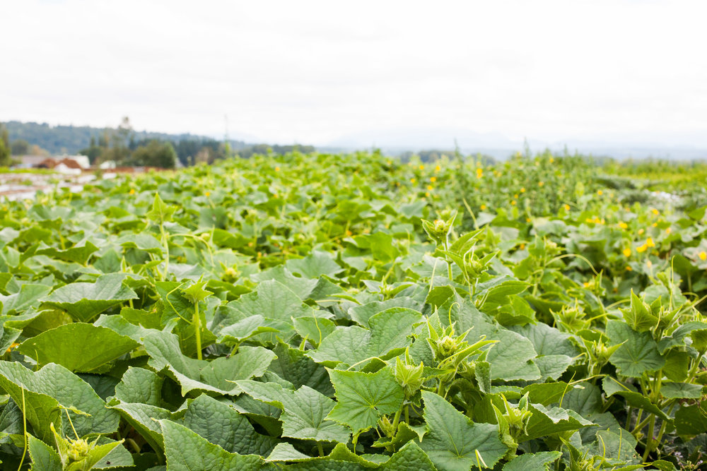 Female Farmer Project _ AudraMulkern9-2.jpg