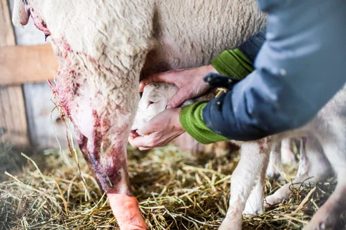 encouraging a newborn to nurse