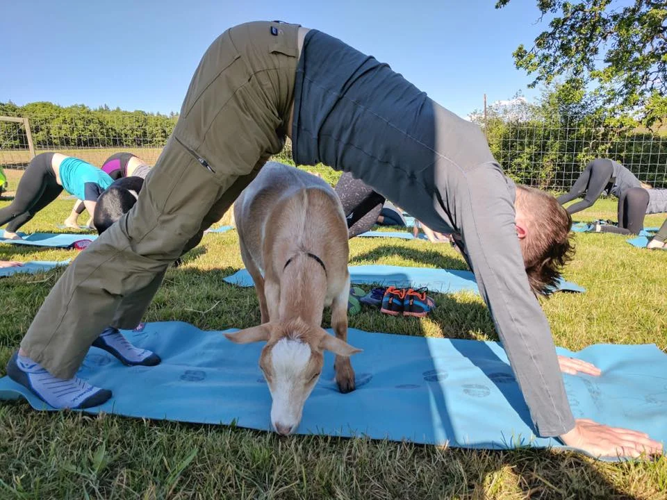image courtesy of Goat Yoga
