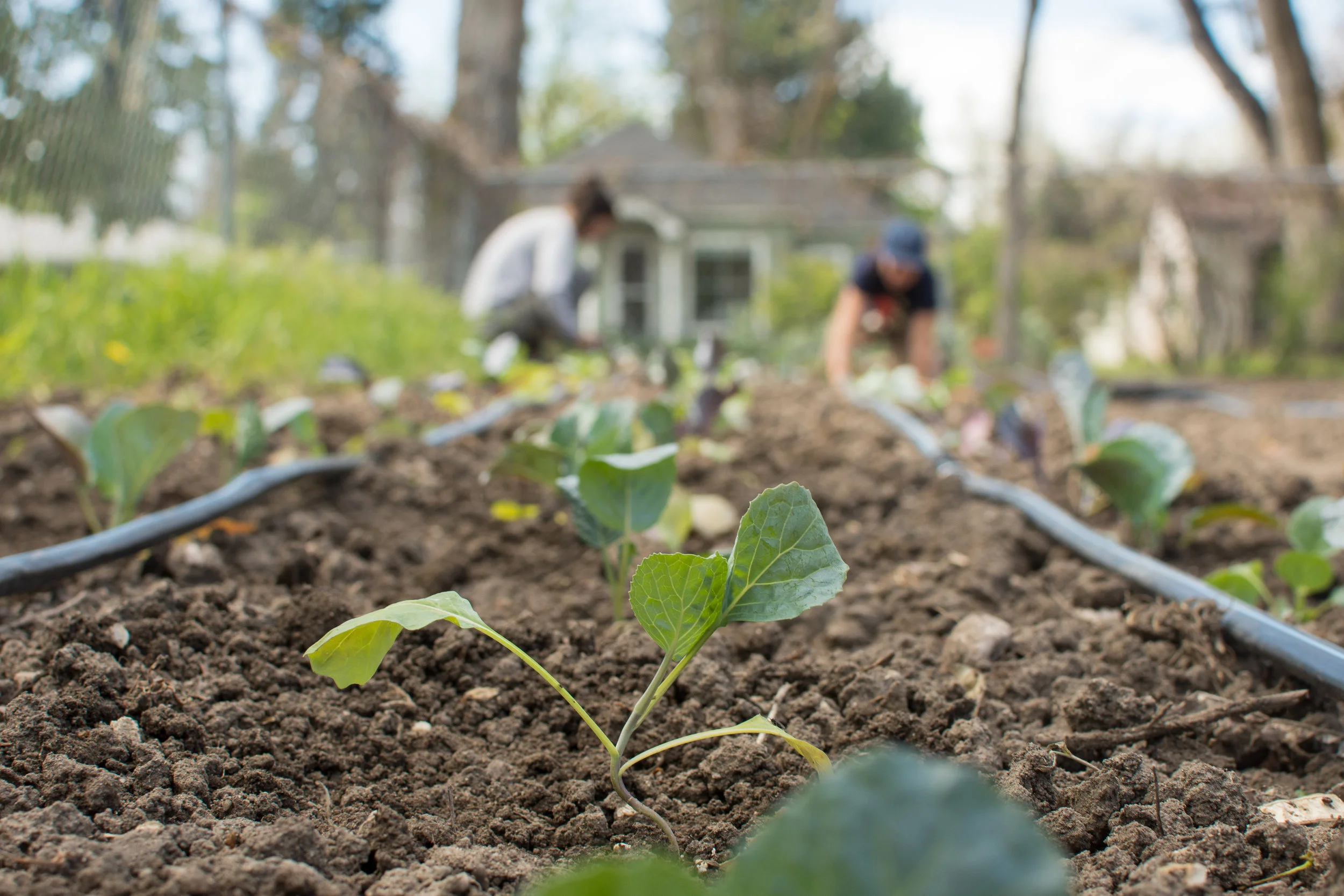 Planting Kale Starts-1.jpg