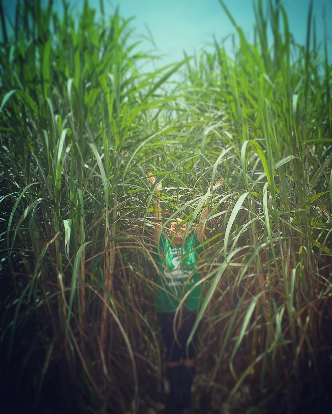Angie in happier days in her sugar cane - courtesy of Angie Provost