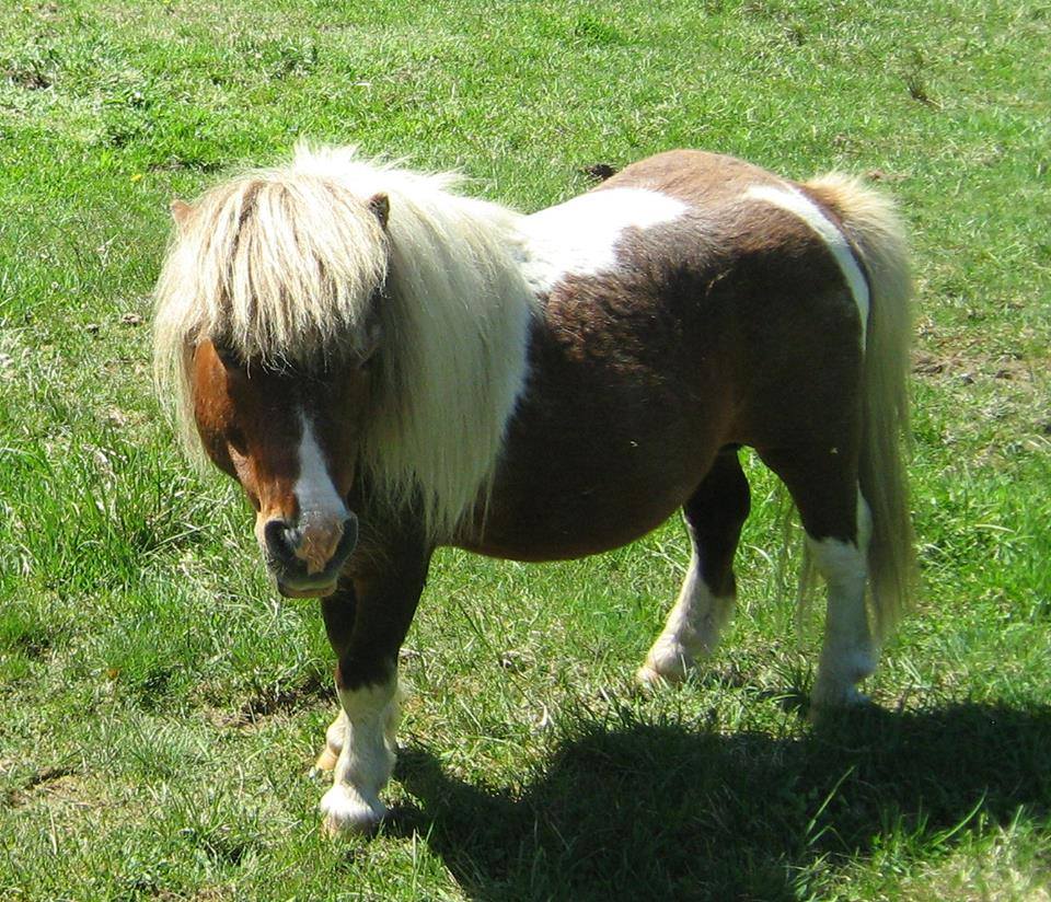 Amigo, our mini stallion