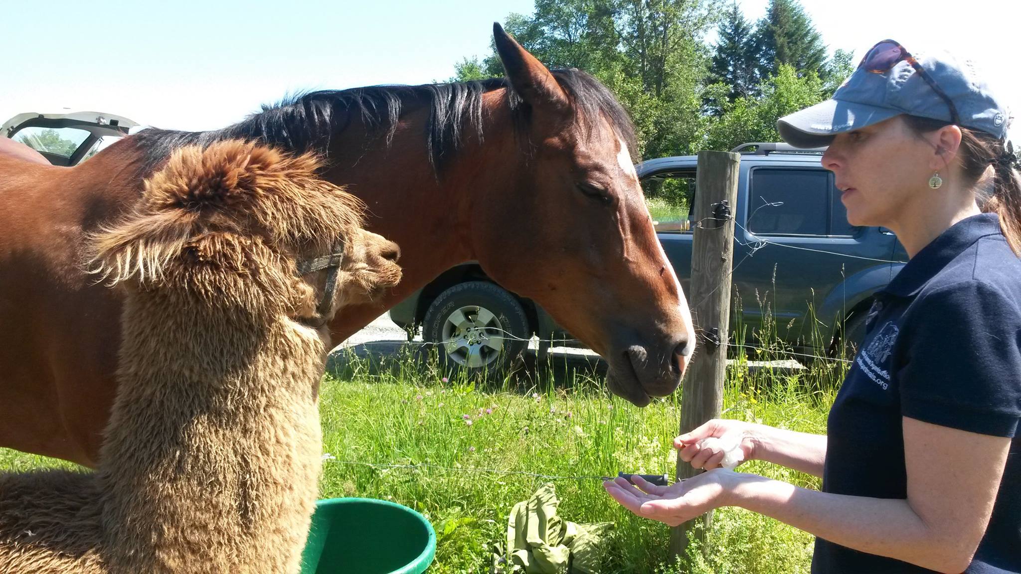 Introducing the animals to herbs and essential oils