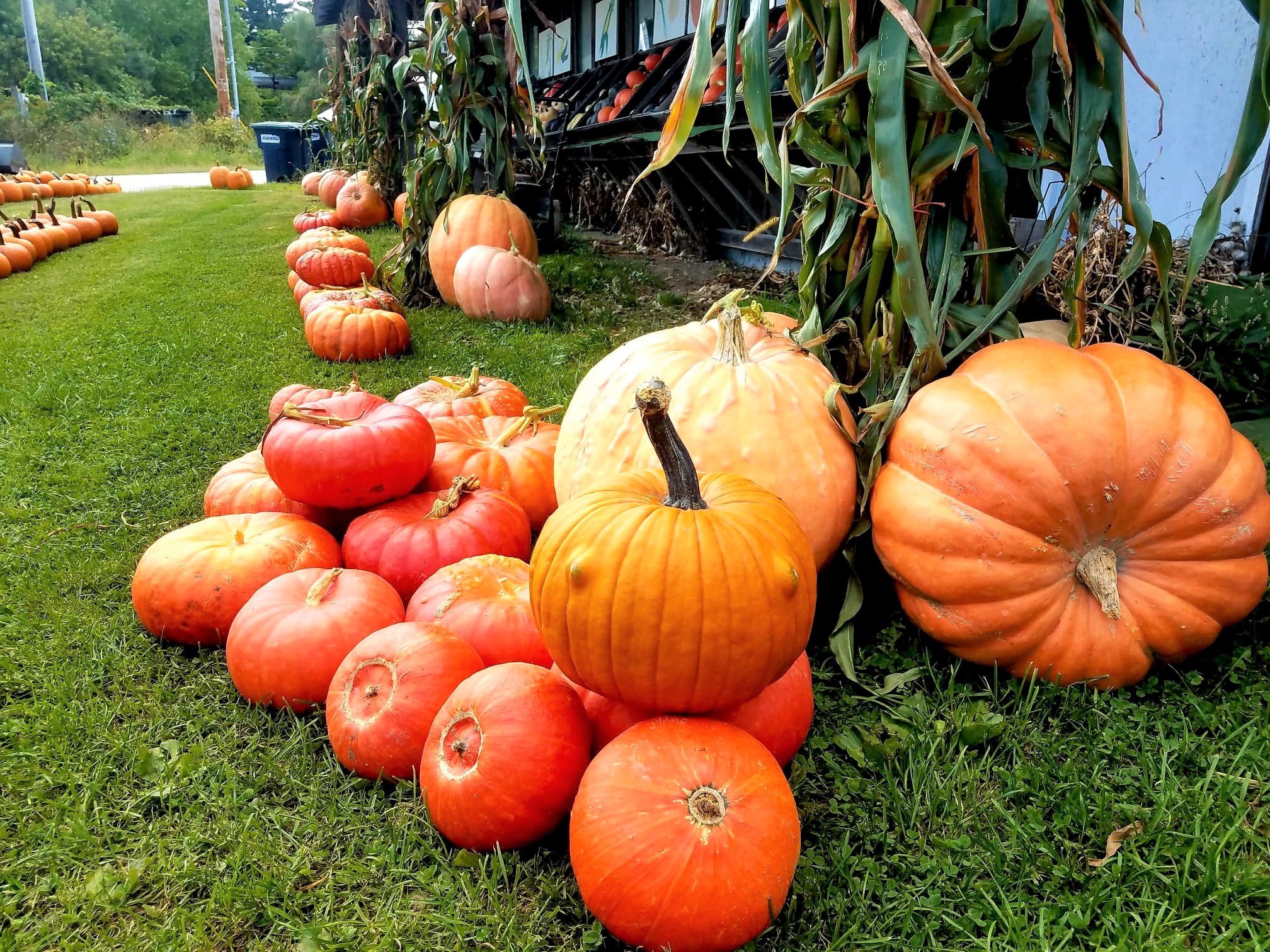 The frog pumpkin