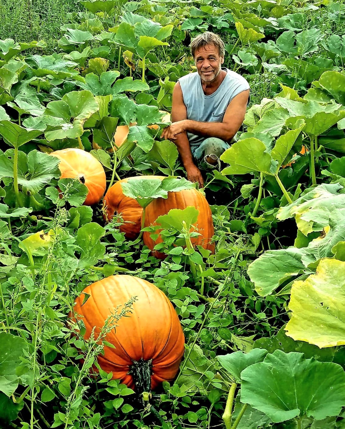 Giant pumpkins