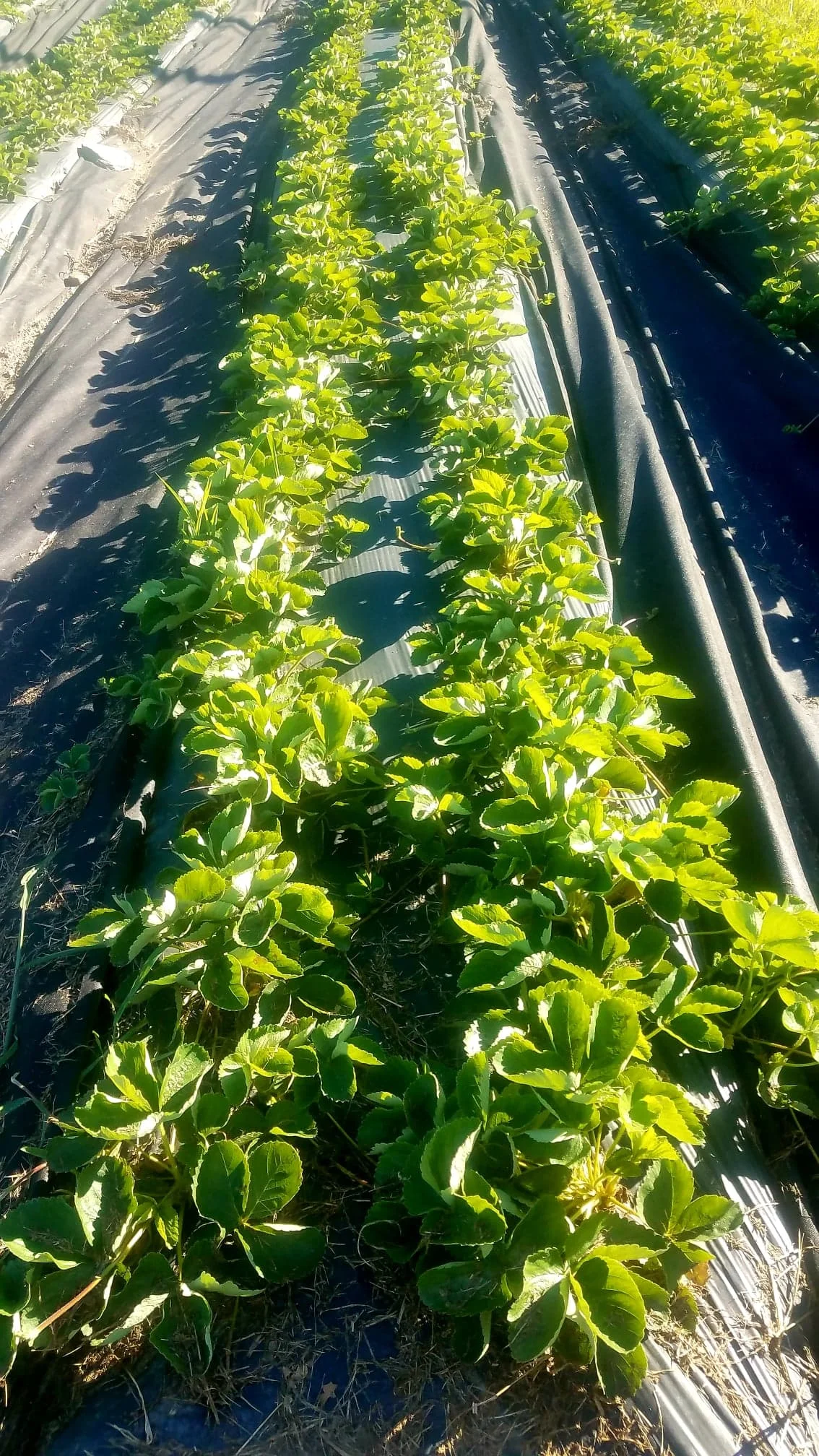 Healthy strawberry plants