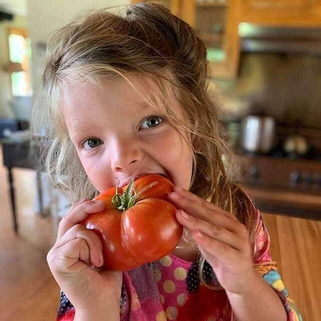 Tomato Lover