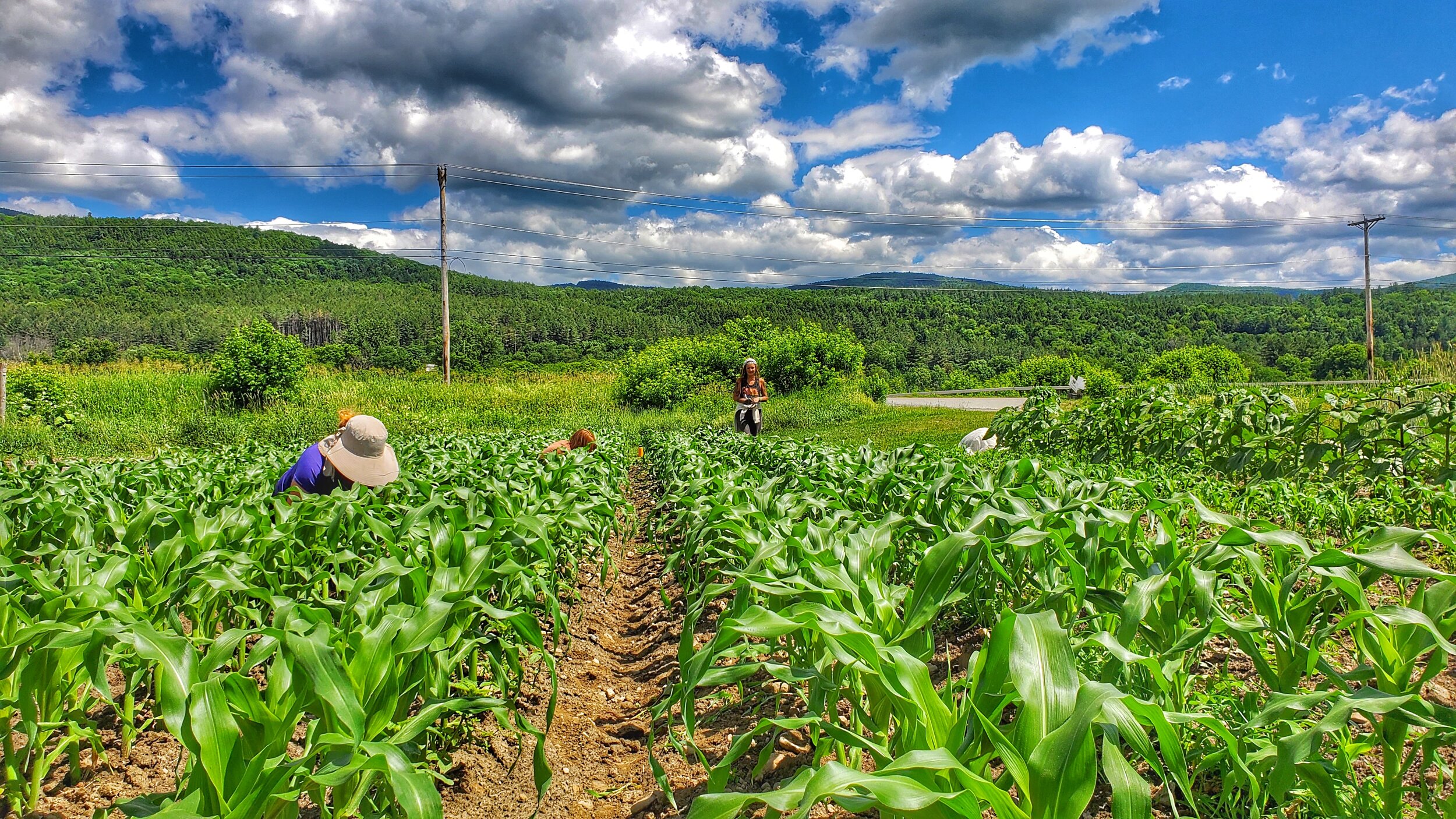 Weeding Corn by Hannah Long