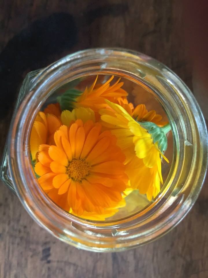 calendula.jpg