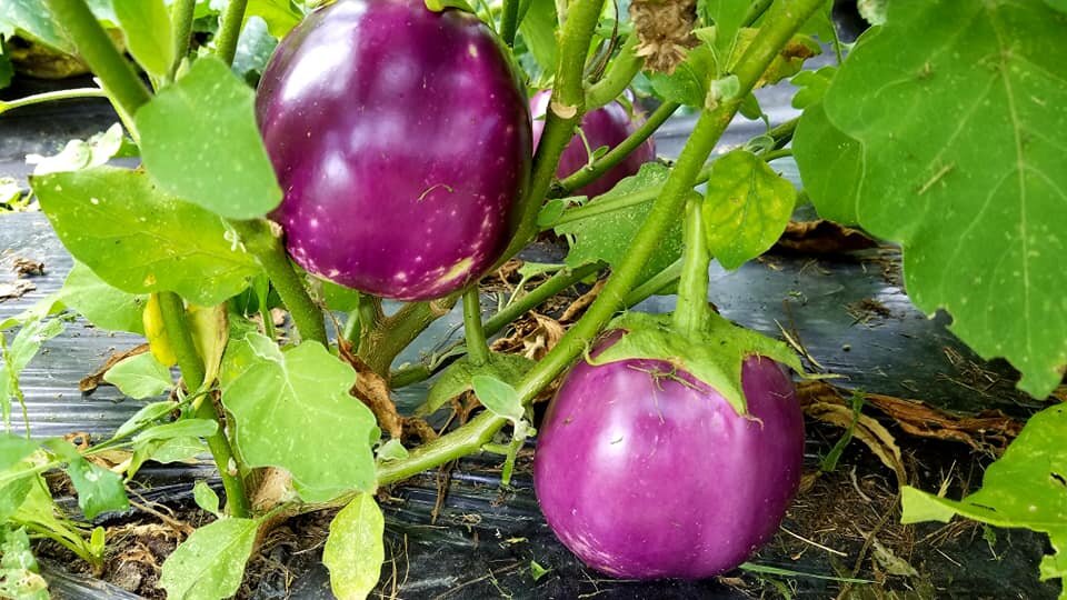 eggplants.jpg