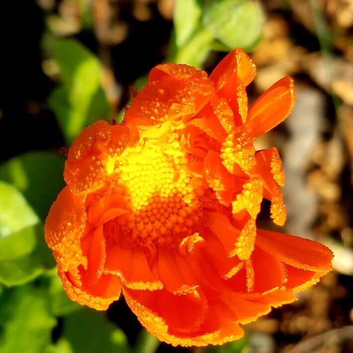 Calendula