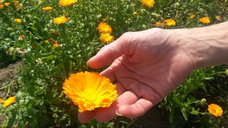 calendula.jpg