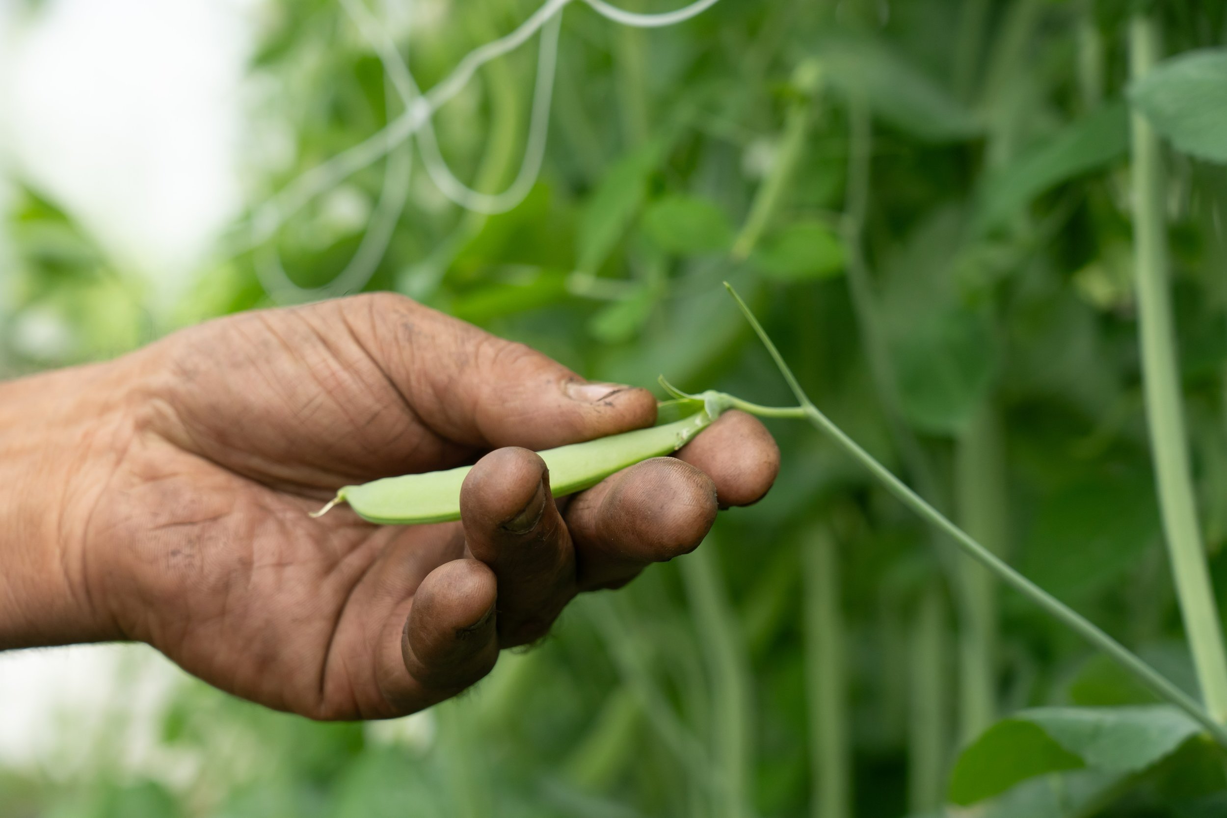 Dave Hartshorn Picking Peas